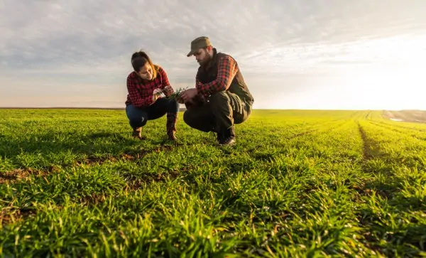 Beratung eines landwirtschaftlichen Betriebs durch einen Sachverständigen für Landwirtschaft am Feld